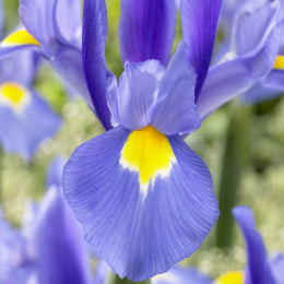 Iris ensata caerula